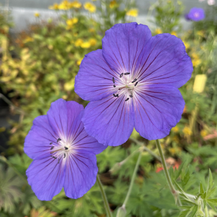 Fleurs du Geranium Orion