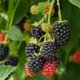 Mûrier nain Mojo Berry