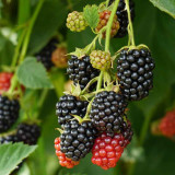 Mûrier nain Mojo Berry