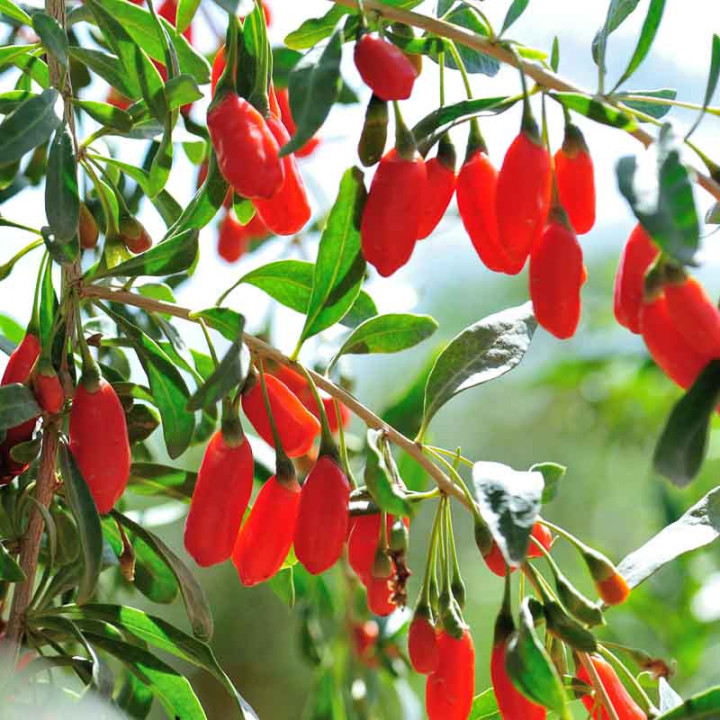 Baie de Goji