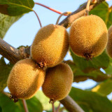 Kiwi femelle | Actinidia Hayard | Le chatel des vivaces