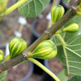 Figuier Panaché