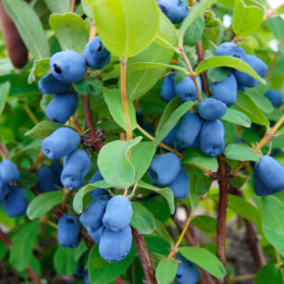 Lonicera kamtschatica Blue Velvet