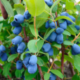Lonicera kamtschatica Blue Velvet