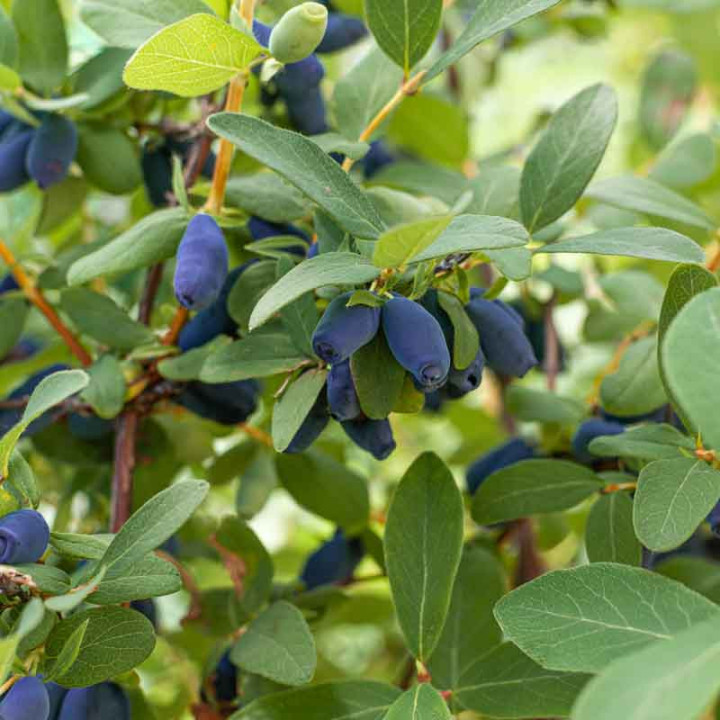 Baie de mai - Lonicera kamtschatica Sweet Myberry