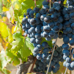 Vigne Muscat d'Hambourg