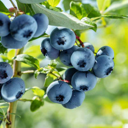Myrtillier Blue Crop