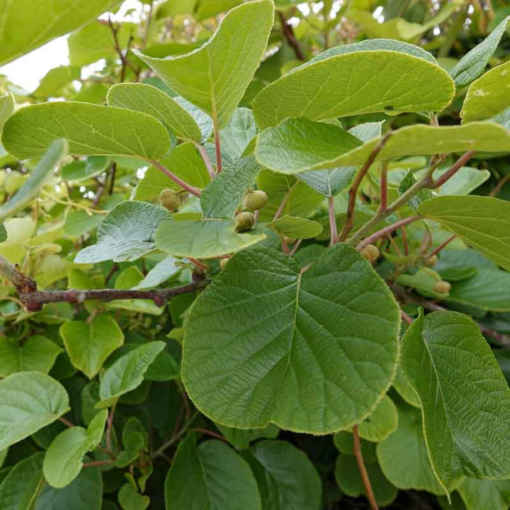 Kiwi mâle Tomuri