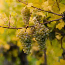 Vigne Chasselas Doré