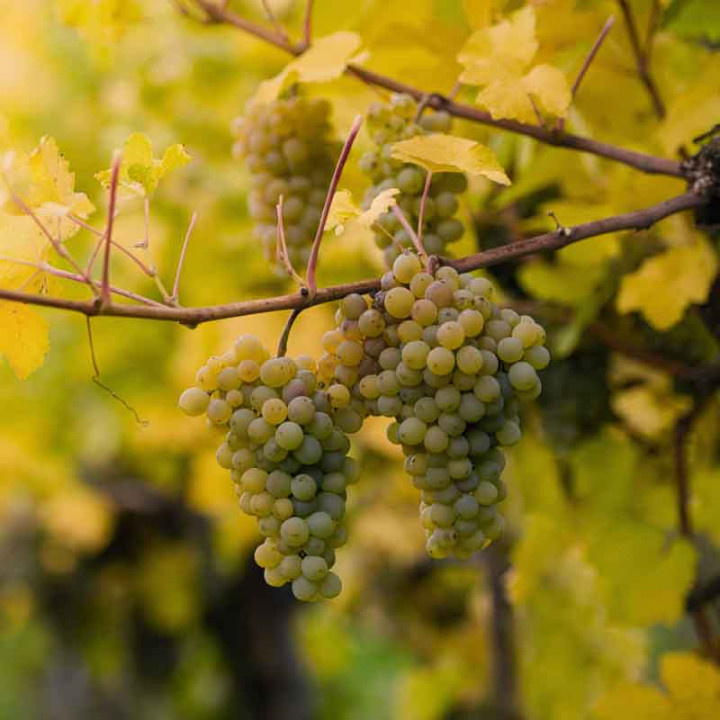 Vigne Chasselas Doré