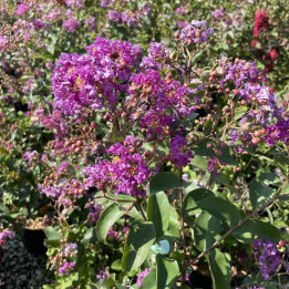 Lagerstroemia indica Purple Star