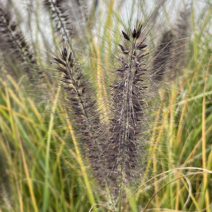 Pennisetum Red Head