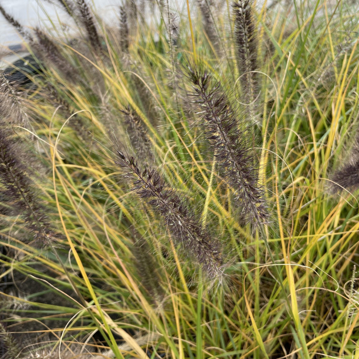 Pennisetum Red Head
