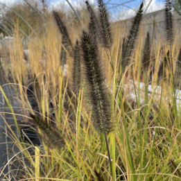 Pennisetum alopecuroïdes Hummelo