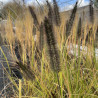 Pennisetum alopecuroïdes Hummelo