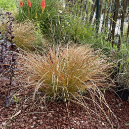 Carex testacea Prairie Fire