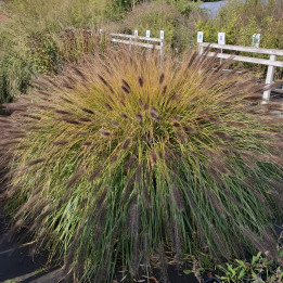 Pennisetum alopecuroides Viridescens