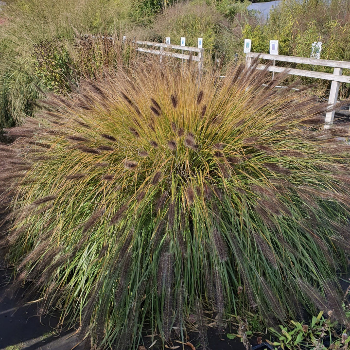 Pennisetum alopecuroides Viridescens