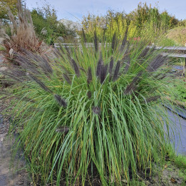 Pennisetum alopecuroides Moudry