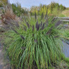 Pennisetum alopecuroides Moudry