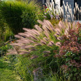 Pennisetum Red Head