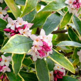 Daphne odora Aureomarginata