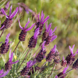Lavandula stoechas Papillon
