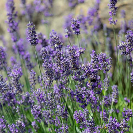 Lavandula intermedia Phenomenal
