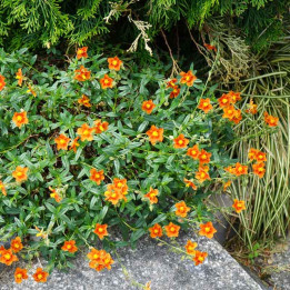 Helianthemum Bronzeteppich — couvre-sol orange, sol sec