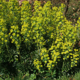 Euphorbia amygdaloides Redbud