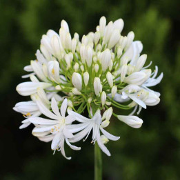 Agapanthe Vallée de la Sarthe