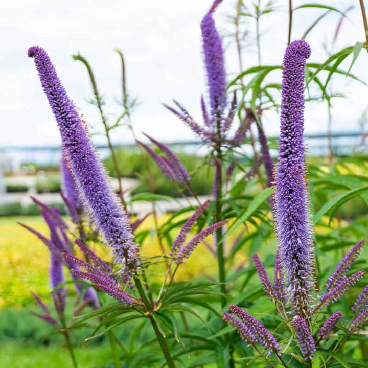 Veronicastrum Cupid