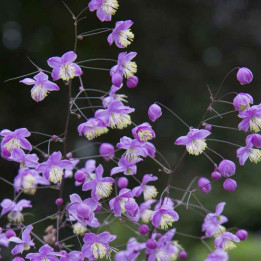 Thalictrum Purple Wings | Plante vivace | Le châtel des vivaces