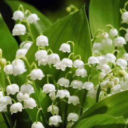 Muguet