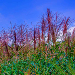 Miscanthus sinensis Ferner Osten