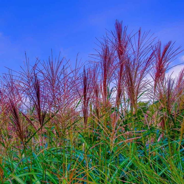 Miscanthus sinensis Ferner Osten