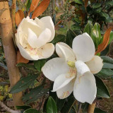Magnolia grandiflora Little Gem