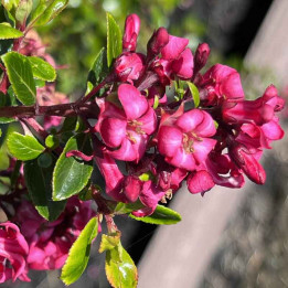 Escallonia Red Dream
