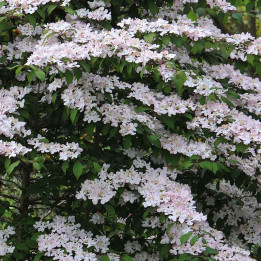 Viburnum plicatum Pink Beauty