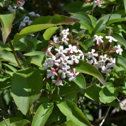 Abelia mosanensis Monia