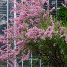 Tamarix ramosissima Rubra