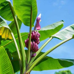 Musa velutina