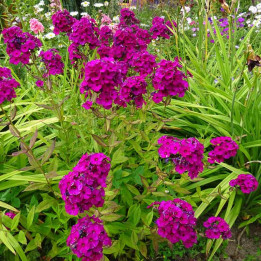 Phlox paniculata Le Mahdi