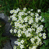 Arenaria montana