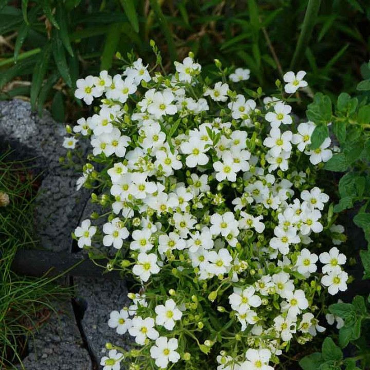 Arenaria montana