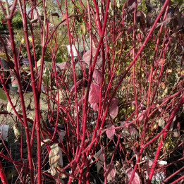 Cornus alba Baton Rouge