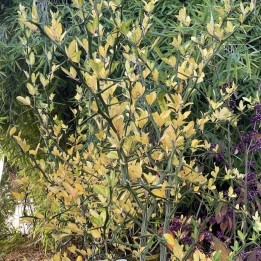 Poncirus trifoliata