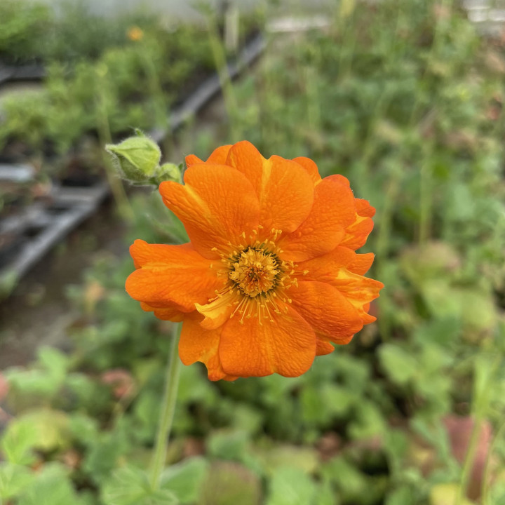 Geum chiloense Princess Juliana | Benoite orange à fleurs semi-doubles