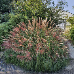 Miscanthus sinensis Red Chief