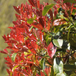 Photinia Little Red Robin — Nain, Pousses Rouge Flamme